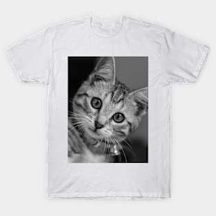 Beautiful Cat with big eyes T-Shirt